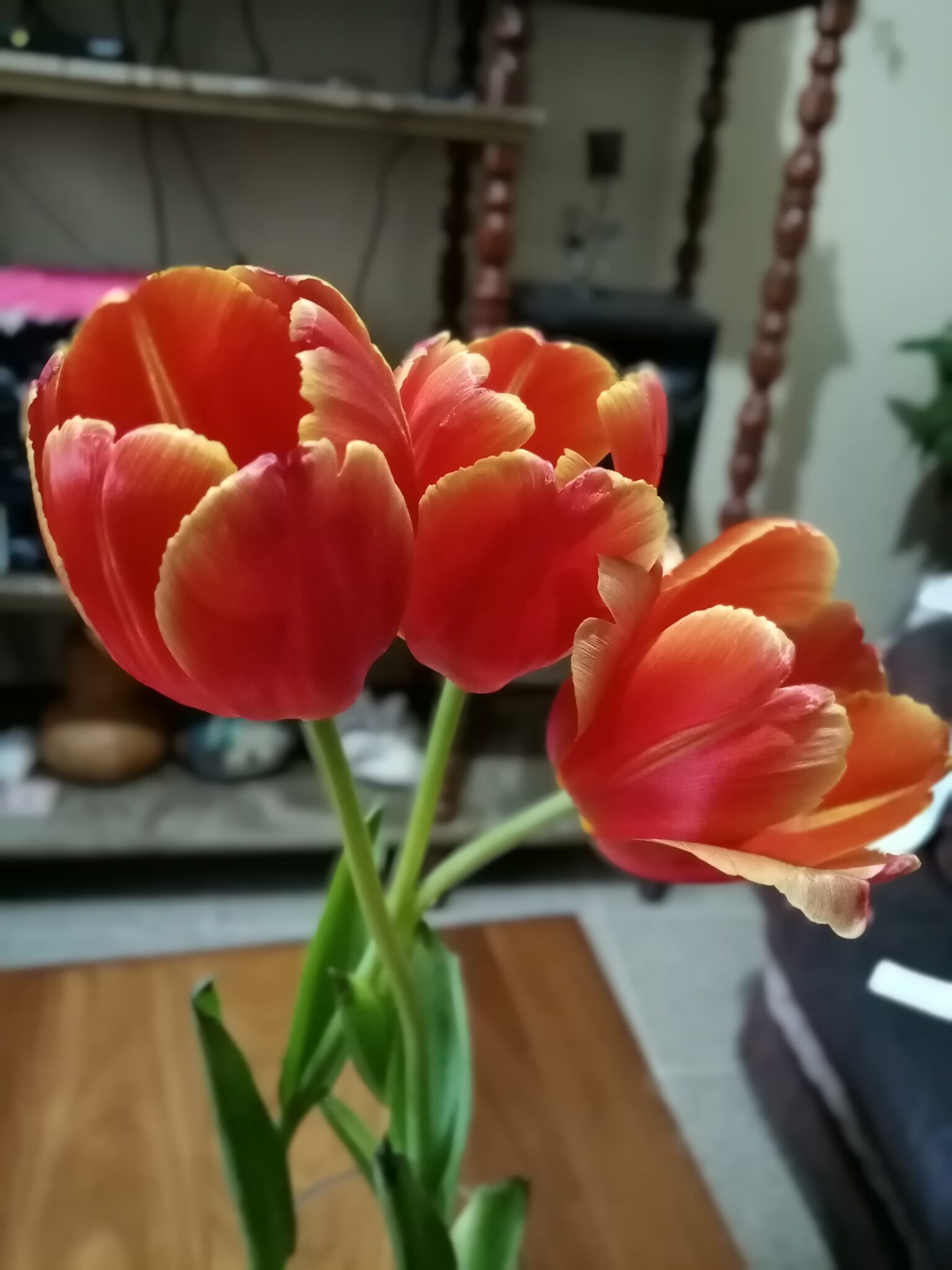 Tulipanes